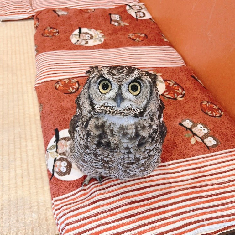 Spotted Eagle Owl - male - cute -Tatami-mat