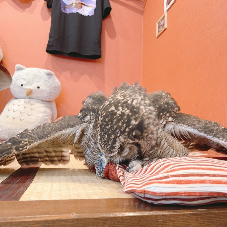 African　Spotted Eagle Owl - Zabuton - Zashiki - Craftsman - Takumi - Owl Cafe - Harajuku - Owl Village 