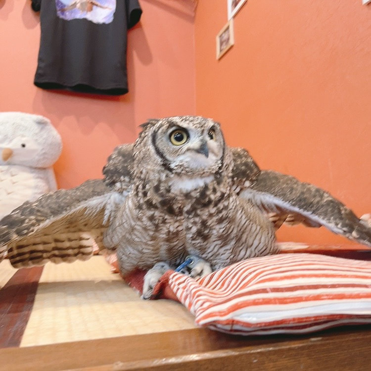 African　Spotted Eagle Owl - Zabuton - Zashiki - Craftsman - Takumi - Owl Cafe - Harajuku - Owl Village - Shibuya 