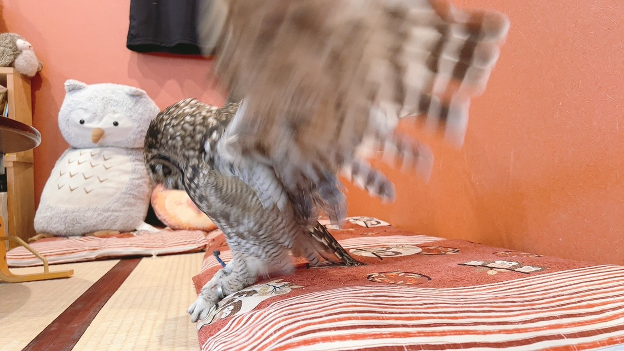 African　Spotted Eagle Owl - Zabuton - Zashiki - Craftsman - Takumi - Owl Cafe - Harajuku - Owl Village - Shibuya - Tokyo