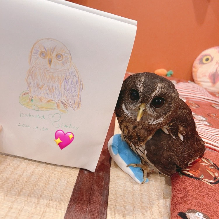 Mottledowl - illustration - model - owl cafe - Harajuku - cute - Shibuya - Tokyo - drawing - free book - portrait