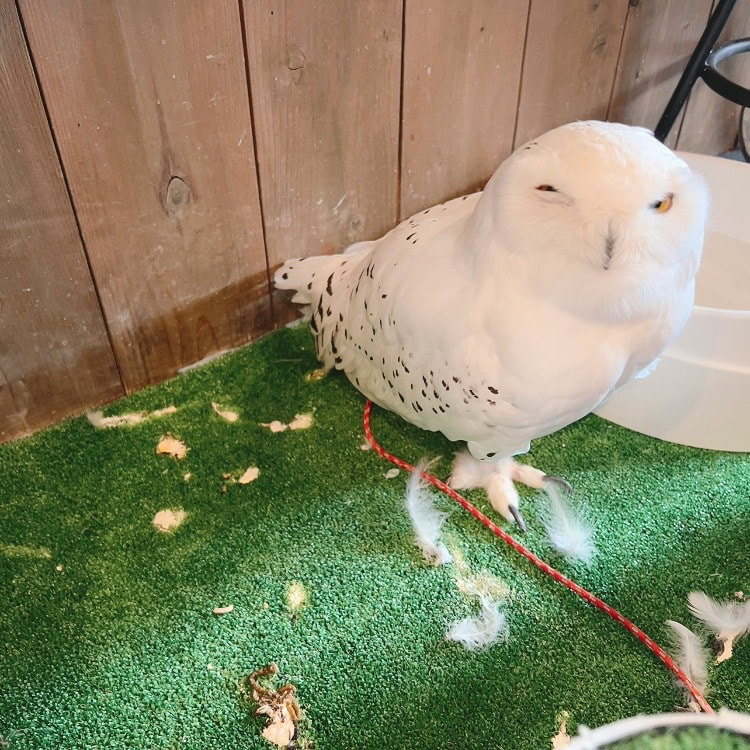 Snowy owl - clean - cleaning - grumpy - cute - male - owl - owl cafe - Harajuku - Tokyo - Shibuya - owl village 