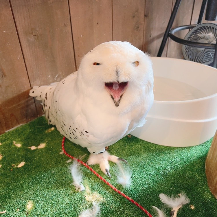 Snowy owl - clean - cleaning - grumpy - cute - male - owl - owl cafe - Harajuku - Tokyo - Shibuya - owl village - fluffy - menacing -