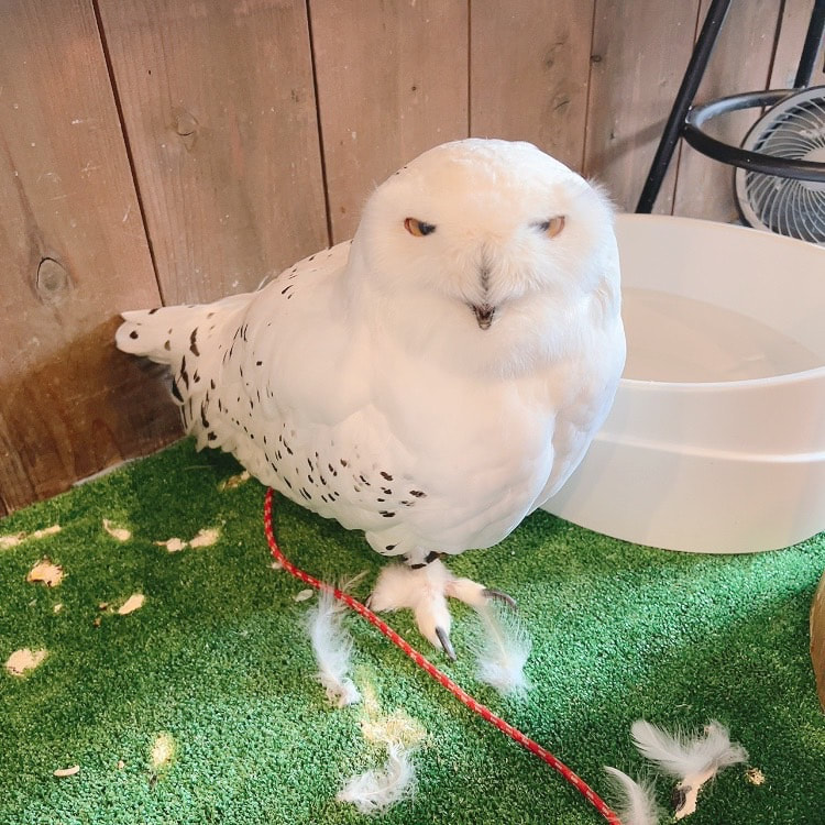 Snowy owl - clean - cleaning - grumpy - cute - male - owl - owl cafe - Harajuku - Tokyo - Shibuya - owl village - fluffy 