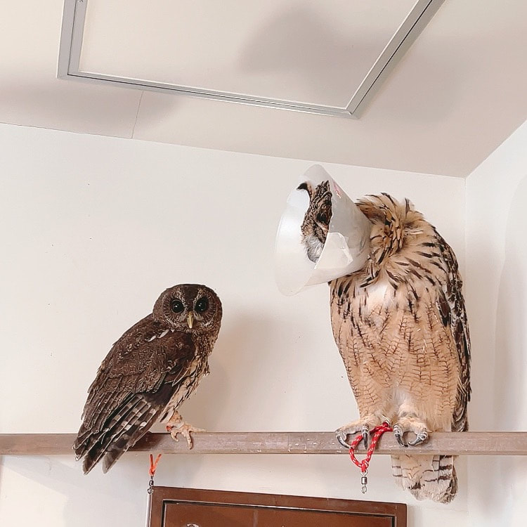 Mottled Owl - Rock Eagle Owl - mating season - color - good friends - owl cafe - Harajuku - Shibuya - Tokyo - medium size - large