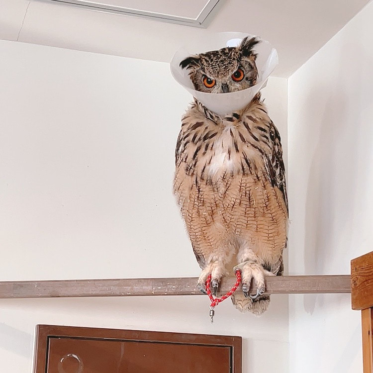 Mottled Owl - Rock Eagle Owl - mating season - color - good friends - owl cafe - Harajuku - Shibuya - Tokyo - medium size 