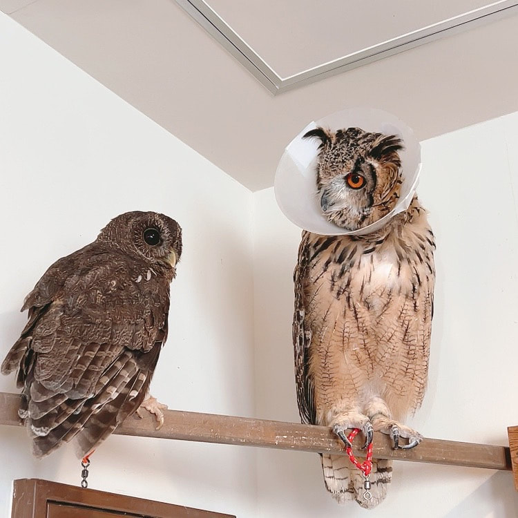 Mottled Owl - Rock Eagle Owl - mating season - color - good friends - owl cafe - Harajuku - Shibuya - Tokyo - medium size - large - combination