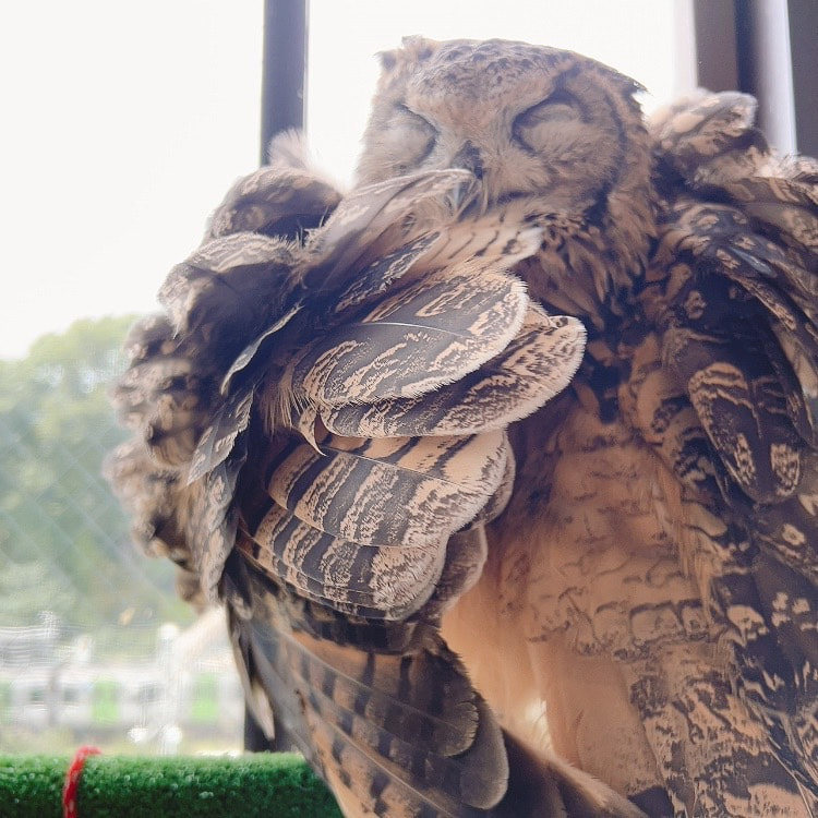 Rock Eagle Owl - boss - change of clothes - grooming - cute - owl - owl cafe - Harajuku - Tokyo - Shibuya - wings - neck - back and forth - rotation - 180 degrees - left and right 