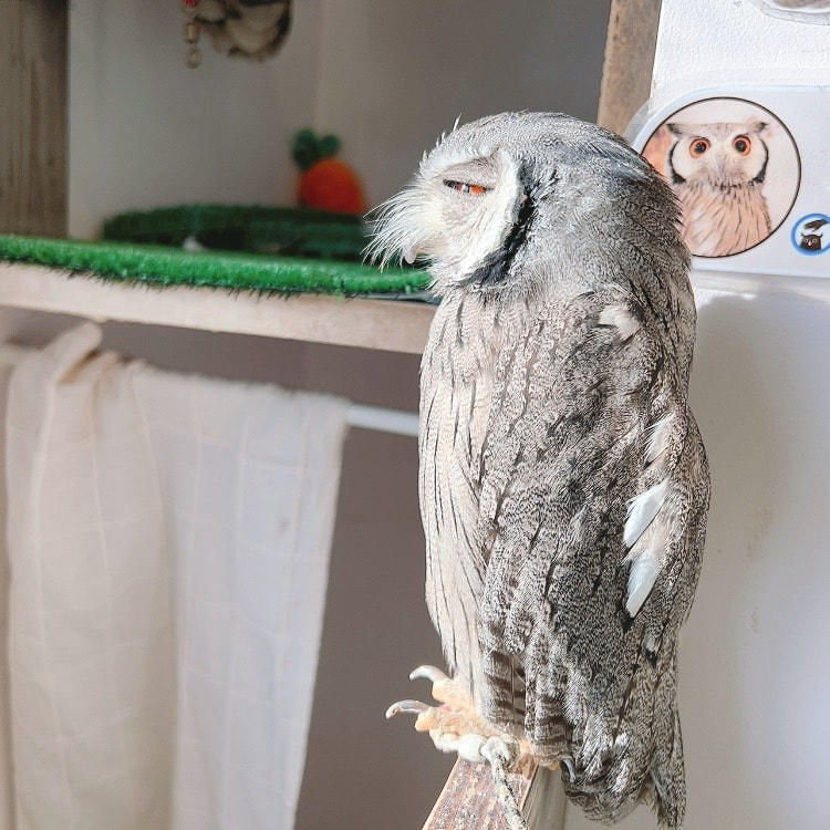 White faced scops Owl - Grandpa - Napping - Thin-eyed