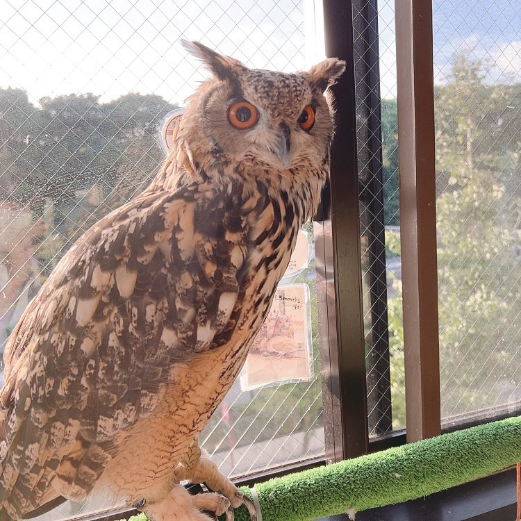 Rock Eagle Owl - intimidation - scary - egret - Shinjuku - flight - large - bird