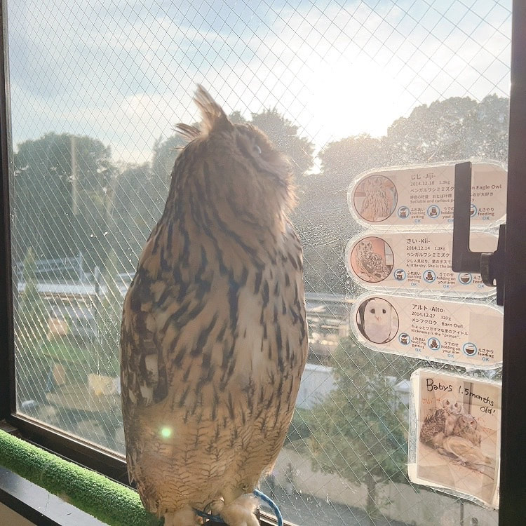 Bengal Eagle Owl - intimidation - scary - egret - Shinjuku - flight - large - bird