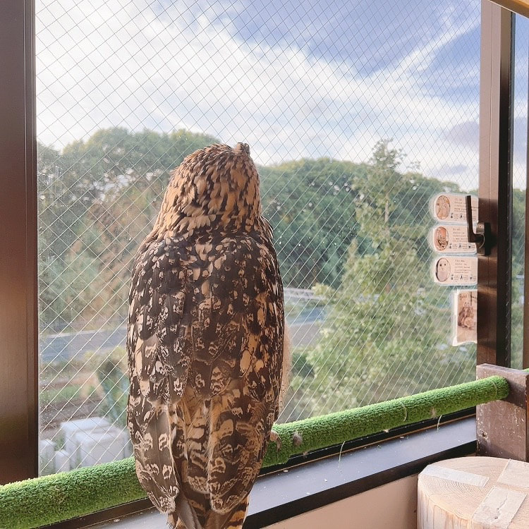 Bengal Eagle Owl - intimidation - scary - egret - Shinjuku - flight 