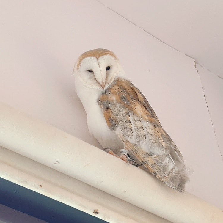 Barn Owl - Couple -  Male