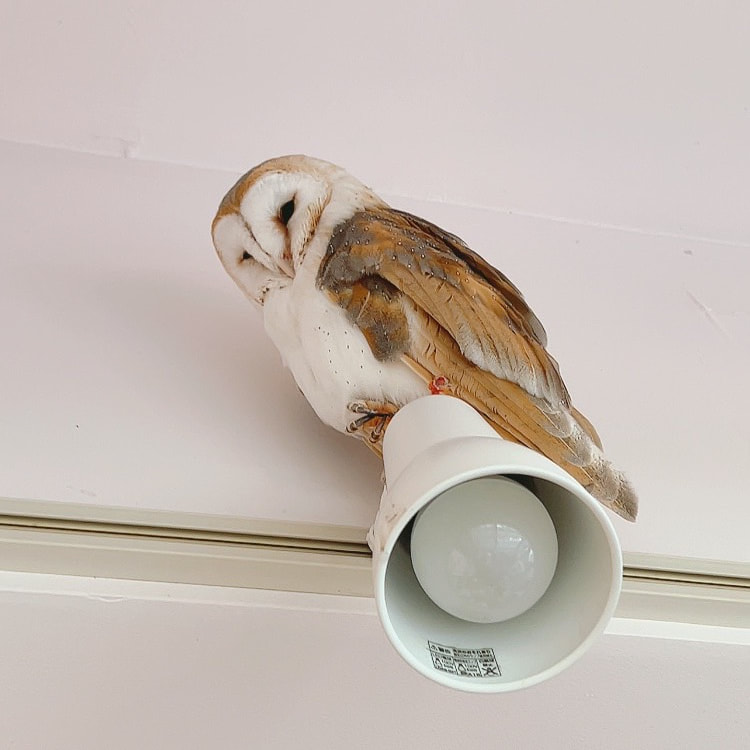 Barn Owl - Couple - Female
