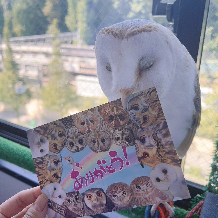 Barn Owl  - 8th Anniversary - Anniversary - Project - Present