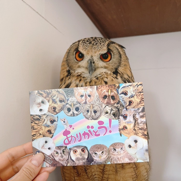Bengal Eagle Owl - 8th Anniversary - Anniversary - Project - Present