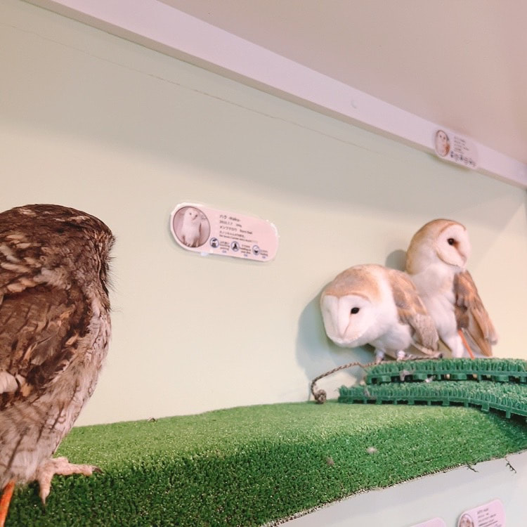 Western Screech Owl - Barn Owl - Cute - Couple - Owl Cafe - Shibuya - Tokyo - Harajuku - Male -female 
