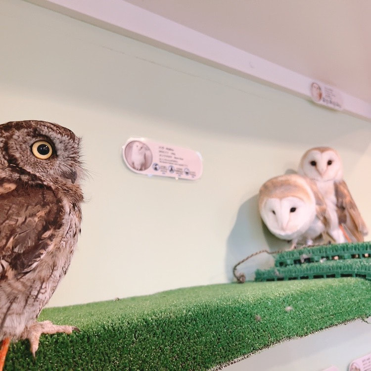 Western Screech Owl - Barn Owl - Cute - Couple - Owl Cafe - Shibuya - Tokyo - Harajuku - Male -female - fluffy
