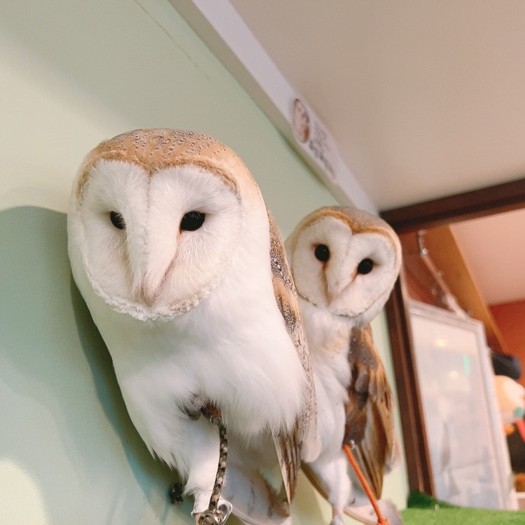 Barn Owl - Cute - Couple - Owl Cafe - Shibuya - Tokyo - Harajuku - Male -female - fluffy