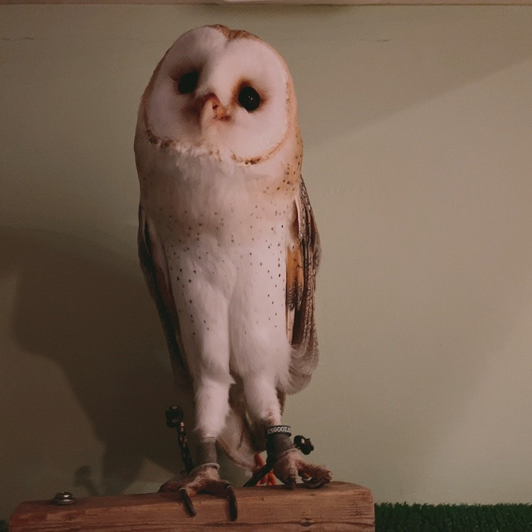 Barn owl - newcomer - touching - debut - owl cafe - Harajuku - Shibuya - Tokyo - animal cafe 