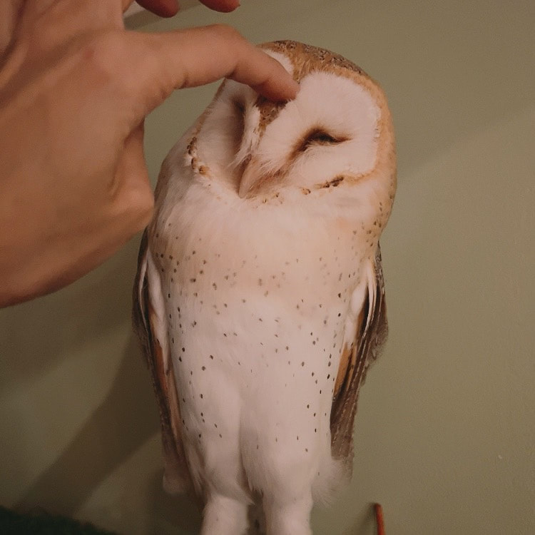 Barn owl - newcomer - touching - debut - owl cafe - Harajuku - Shibuya - Tokyo - animal cafe - training - fluffy