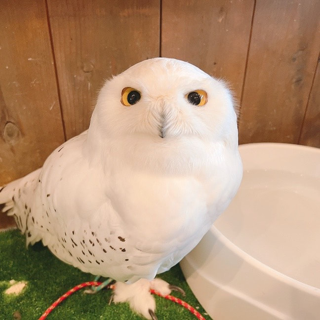 SnowyOwl - clean - cleaning - grumpy - cute - male - owl - owl cafe - Harajuku - Tokyo - Shibuya - OwlVillage - fluffy - menacing - new 