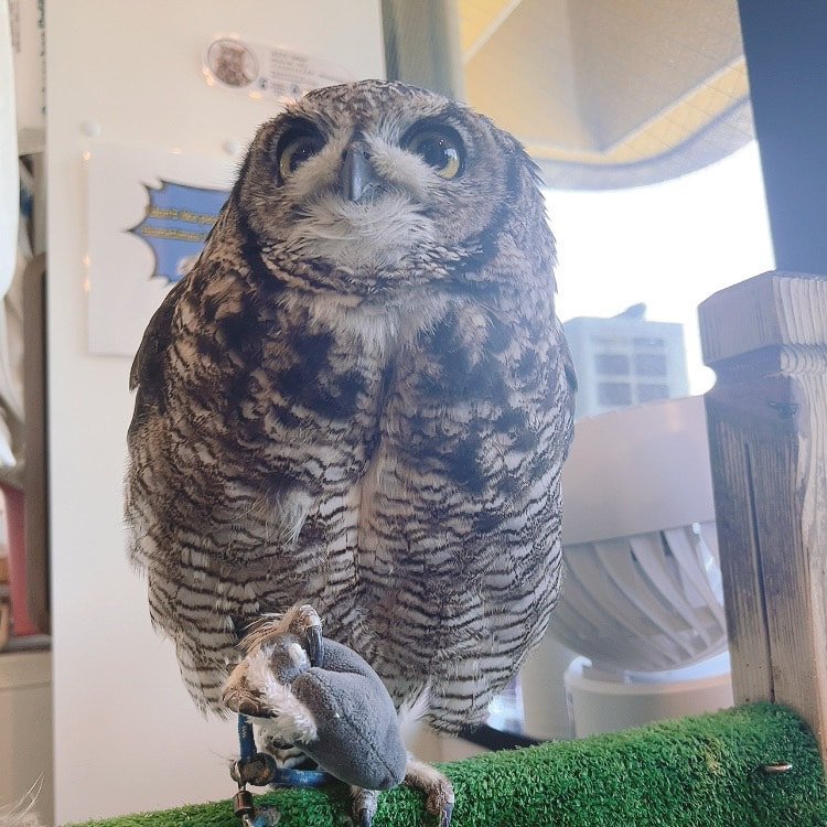 African Eagle Owl - cute - OwlVillage Harajuku - Shibuya - Tokyo