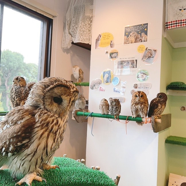 Ural-owl -TawnyOwl - Mix - Hybrid - Owl Cafe - Owl Village - Fluffy - Birds of Prey - Harajuku - Shibuya - Tokyo - Small Species - Medium Species
