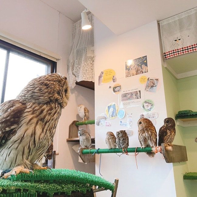 Ural-owl -TawnyOwl - Mix - Hybrid - Owl Cafe - Owl Village - Fluffy - Birds of Prey - Harajuku - Shibuya - Tokyo - Small Species - Medium Species-kawaii
