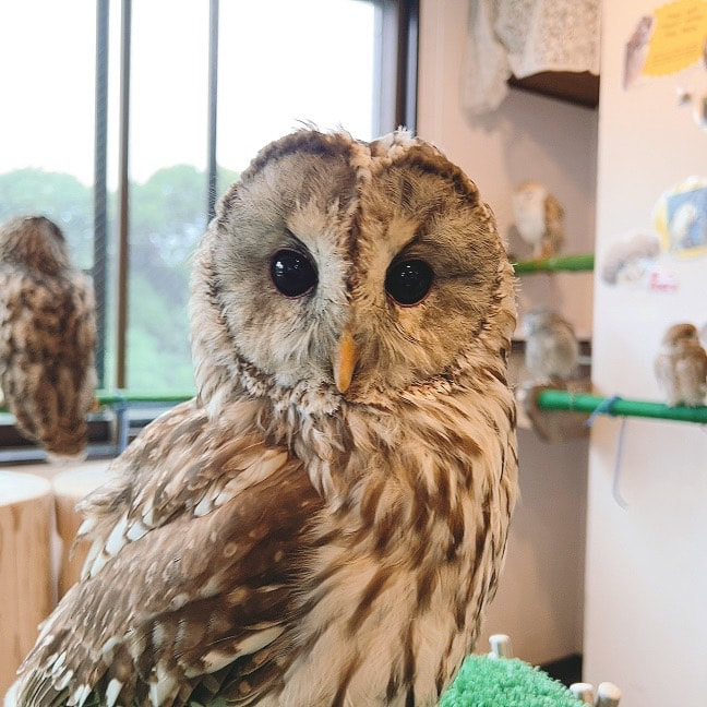 Ural-owl -TawnyOwl - Mix - Hybrid - Owl Cafe - Owl Village - Fluffy - Birds of Prey - Harajuku - Shibuya - Tokyo - Small Species - Medium Species-lost
