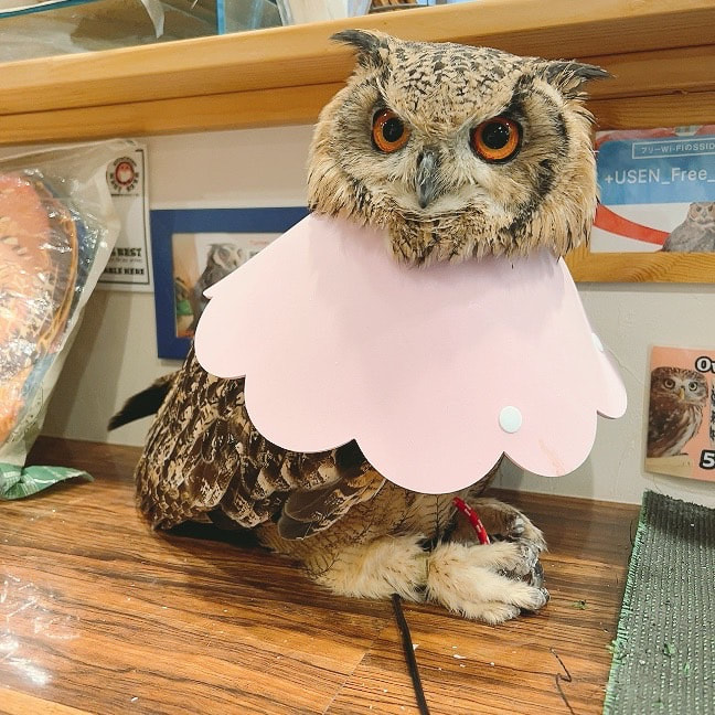 Rock Eagle Owl - estrus - hair pulling - Elizabethan collar - under treatment - unrequited love - Owl Village - Owl Cafe - Harajuku - Shibuya - Tokyo - Snowy Owl -Maiden in love