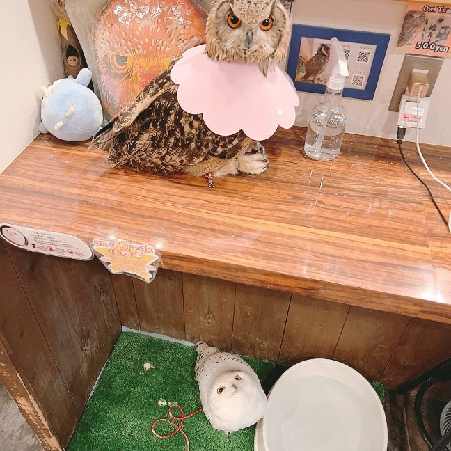 Rock Eagle Owl - estrus - hair pulling - Elizabethan collar - under treatment - unrequited love - Owl Village - Owl Cafe - Harajuku - Shibuya - Tokyo - Snowy Owl -Maiden in love-Friend