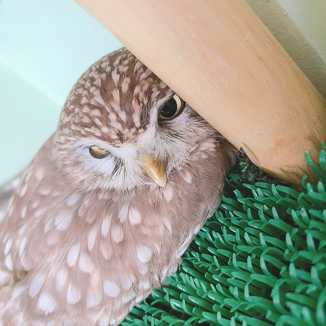 littleowl - duck sleeping - resting - cute - Kawaii - guessing - relaxing - owl cafe - Harajuku - Shibuya - Tokyo 