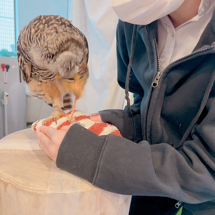 Chaco Owl - Owl Cafe - Harajuku - cute - hot water bottle - Shibuya - Tokyo 
