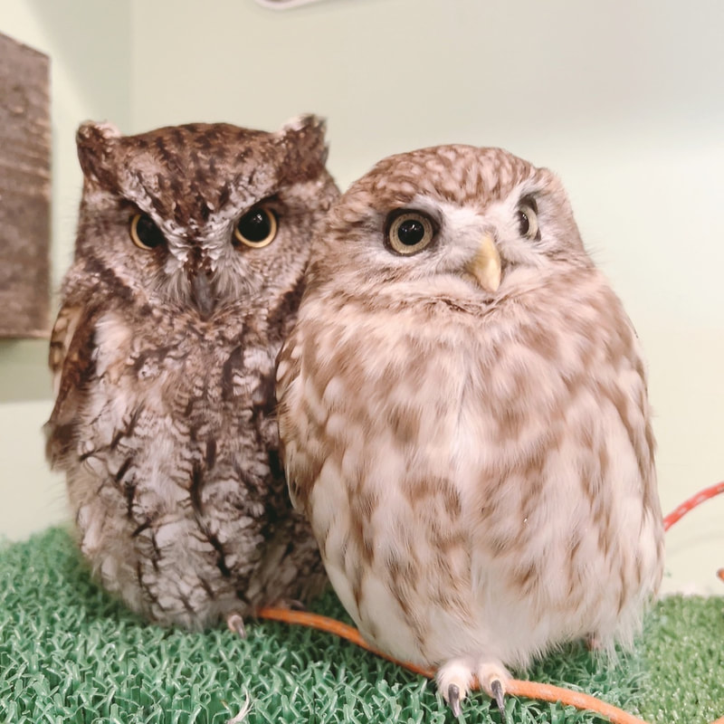 Western Screech Owl - Little Owl - cute - Owl Cafe - Harajuku - Shibuya - Tokyo - irresistible - couple