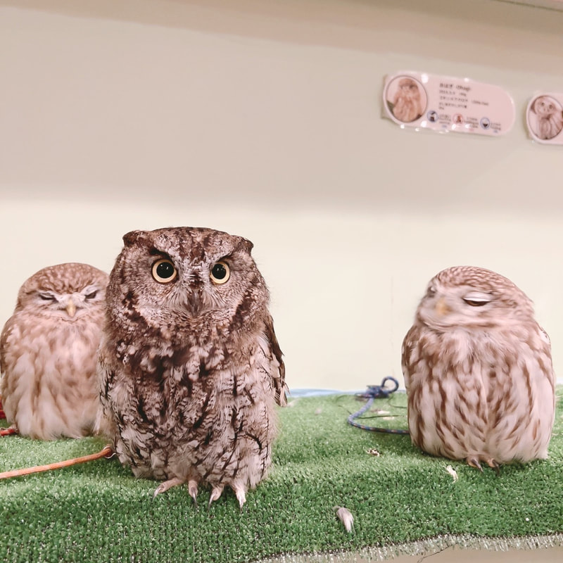 Western Screech Owl - Little Owl - cute - Owl Cafe - Harajuku - Shibuya - Tokyo - irresistible - couple-Kawaii
