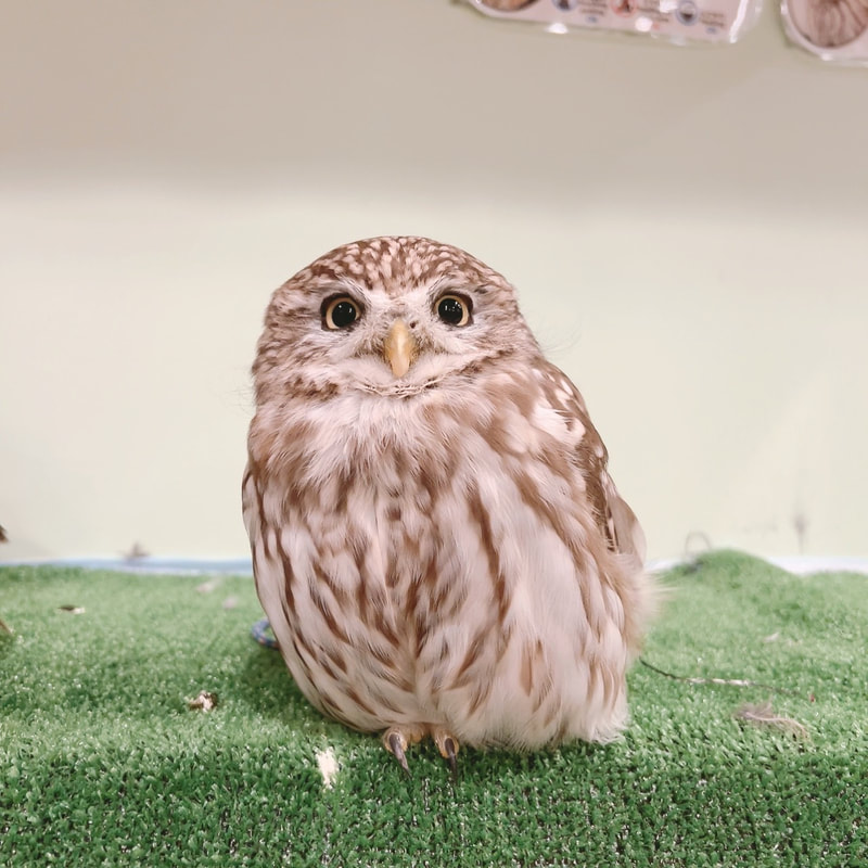  Little Owl - cute - Owl Cafe - Harajuku - Shibuya - Tokyo - irresistible - couple