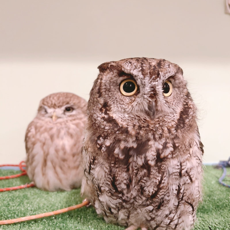 Western Screech Owl - Little Owl - cute - Owl Cafe - Harajuku - Shibuya - Tokyo - irresistible - couple-popular