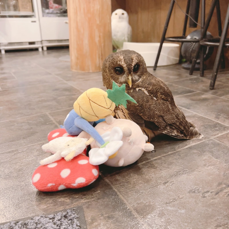 Mottledowl - cute - toy - stuffed - owl cafe - Harajuku - Shibuya - Tokyo - pikmin -snowyowl
