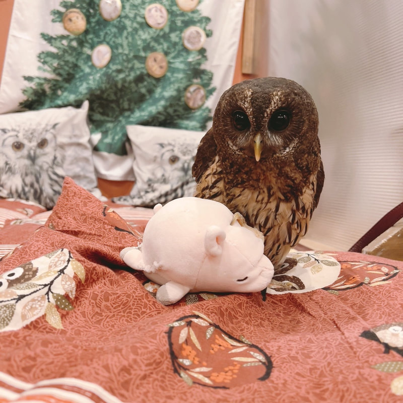 Mottledowl - cute - toy - stuffed - owl cafe - Harajuku - Shibuya - Tokyo - pikmin - pig