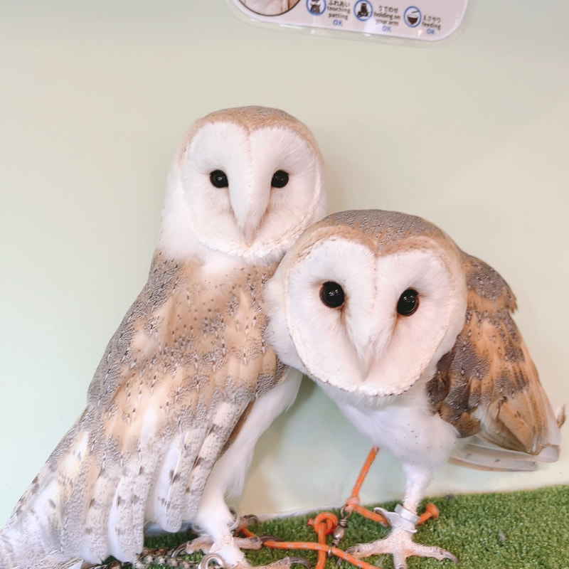 Barn owl - couple - cute - male - female - owl cafe - Harajuku - Shibuya - Tokyo 