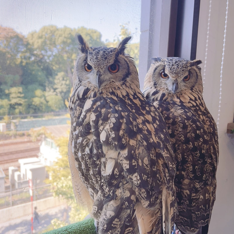 Barn owl - couple - cute - male - female - owl cafe - Harajuku - Shibuya - Tokyo - Bengal Eagle Owl - sisters