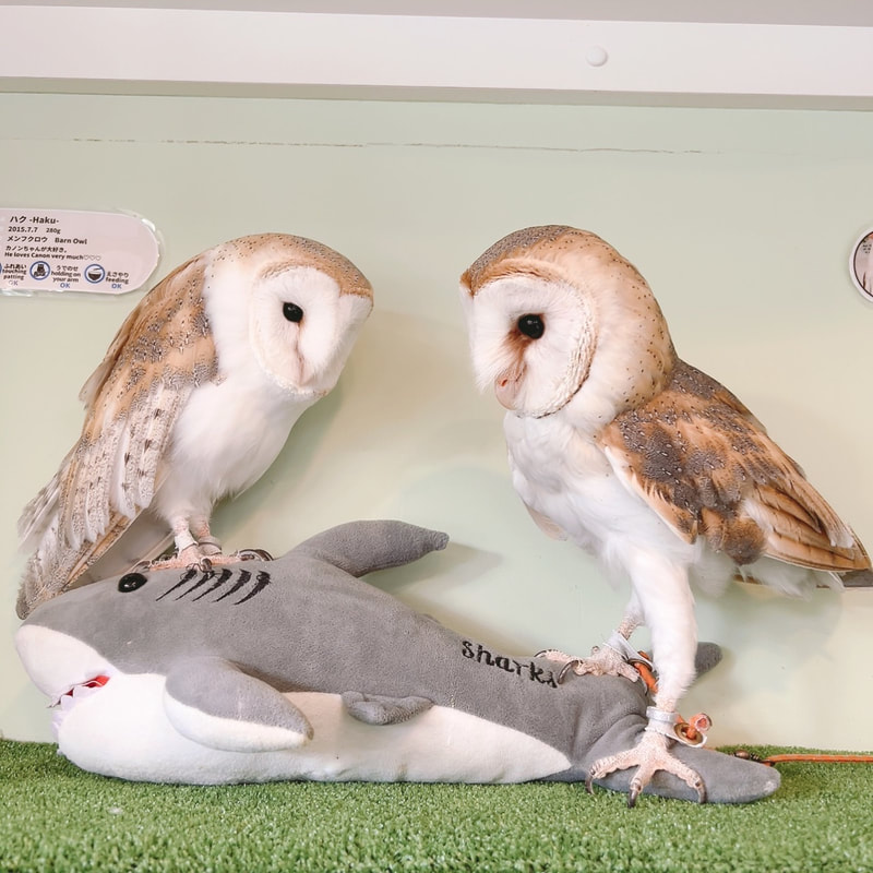 Barn owl - cute - couple - male - female - owl cafe - Harajuku - Shibuya - Tokyo 