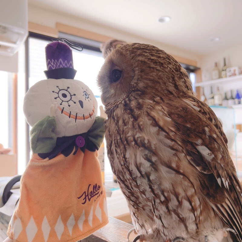 Morifu Owl - youngest - cute - Halloween - fluffy - owl - owl cafe - Harajuku - Tokyo - Shibuya 