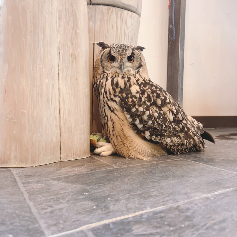 - Bengal Eagle Owl - sitting - large - sister 