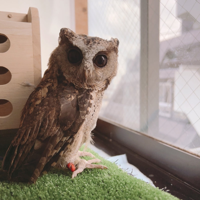Indianscope Owl - maintenance 