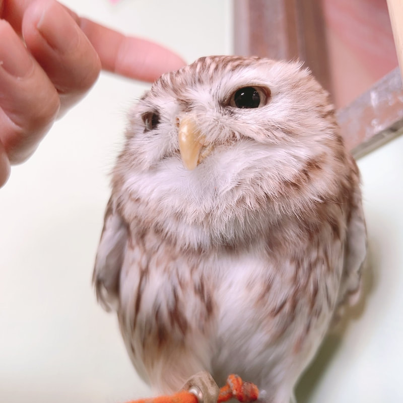  Owl Cafe - Harajuku -Owl Village - Tokyo - Shibuya - Cute