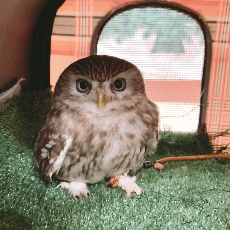 Little Owl - hotel - stay - care -