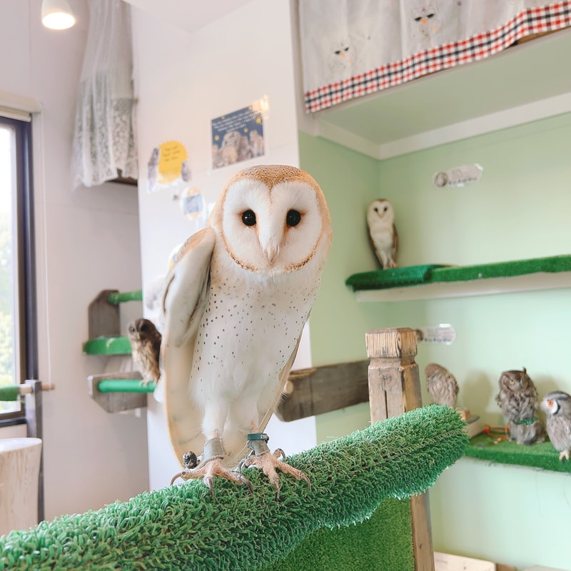 Barn owl - male - fearful - scared - owlvillage - owl cafe - Harajuku - Shibuya - Tokyo - female - newcomer 