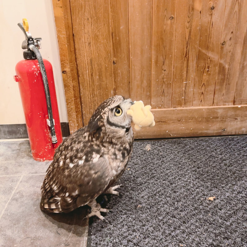 Spotted eagle owl - male - cute - owl cafe - Harajuku - Shibuya - Tokyo - toys - energy saving 